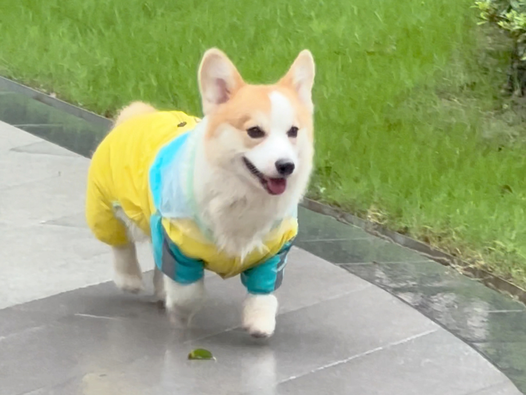 小狗顺拐名场面