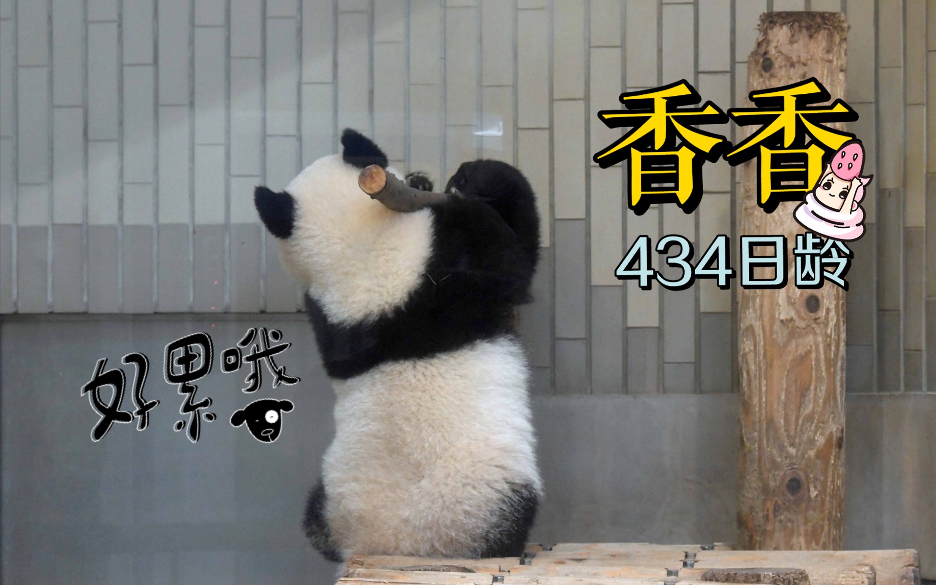【大熊猫】香香434日龄公开!元气少女学会打包啦