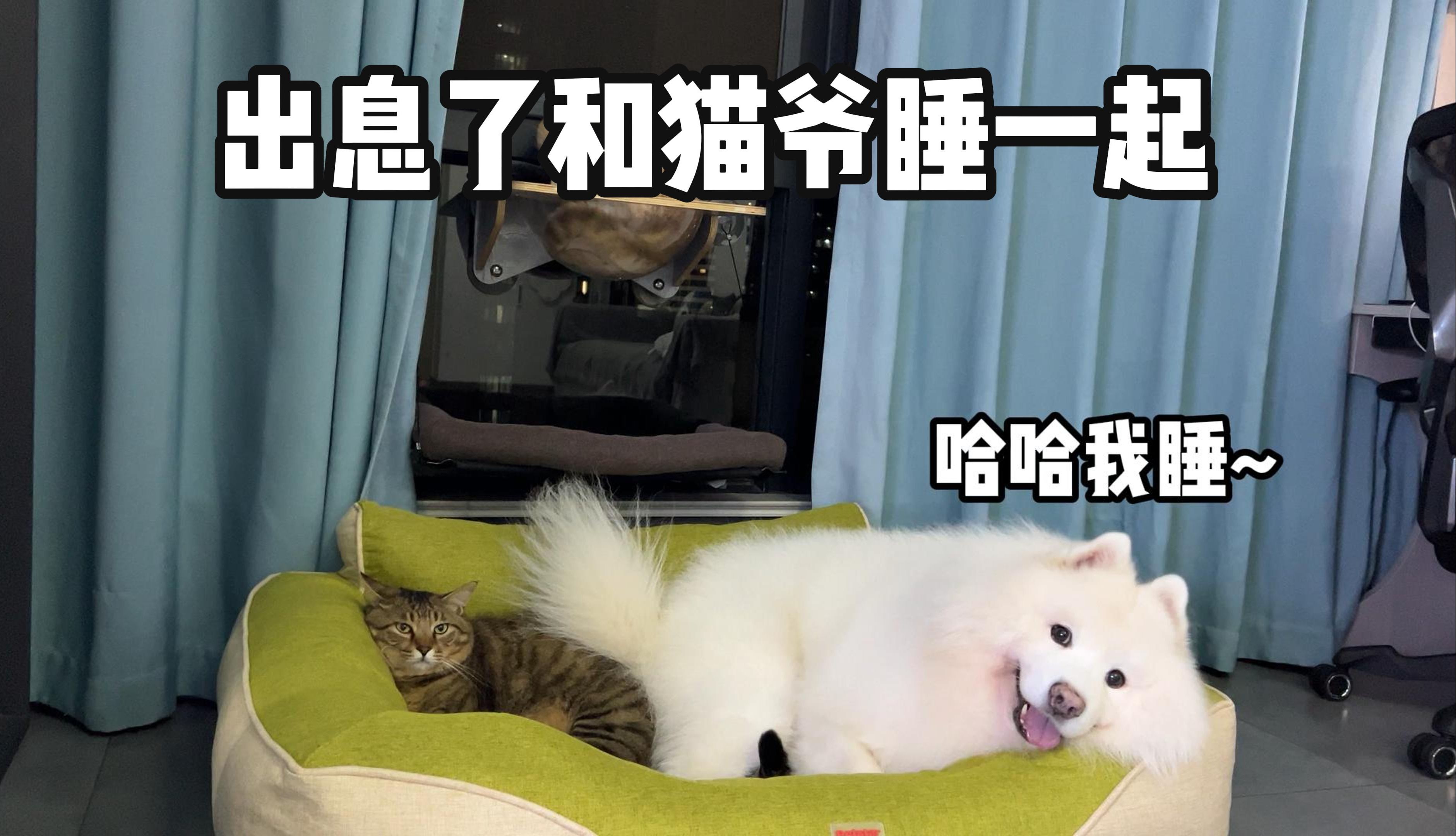 【战胜恐惧】和猫爷睡一张床!哔哩哔哩bilibili