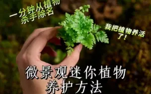 下载视频: 干货！微景观常用造景植物种植及养护教程