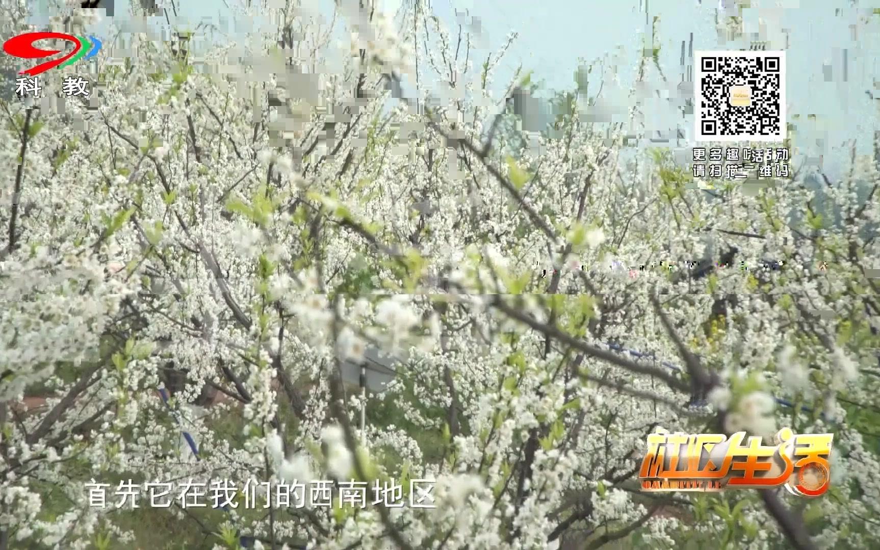 李子树苗哪有好品种找付成德李子苗基地巨进果苗