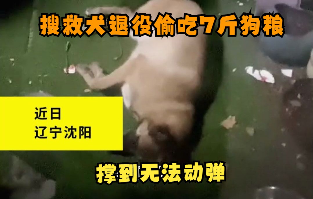 [图]搜救犬退役后放飞自我 偷吃7斤狗粮撑得无法动弹 主人当场崩溃 ，网友：退休了就该好好享受生活！