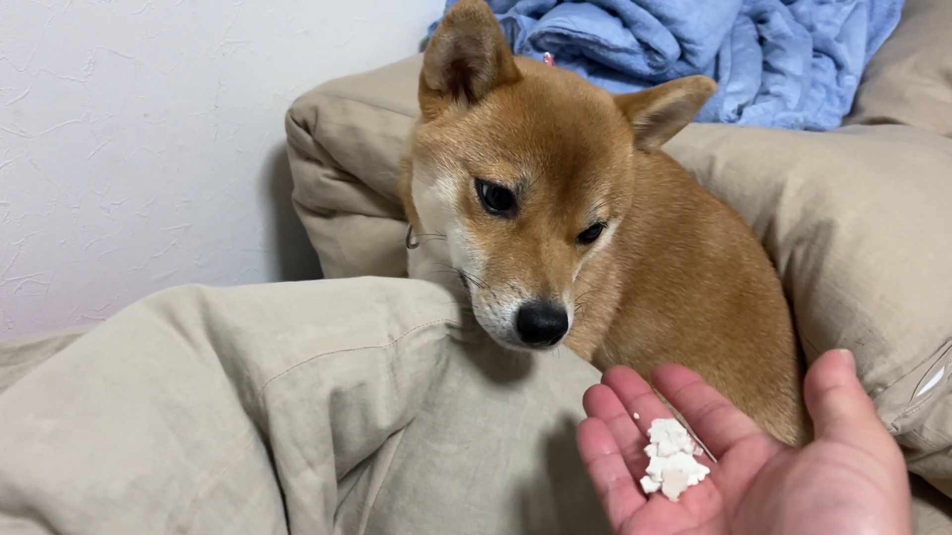 【柴犬小夏】新年开始就恶作剧的柴犬,即使你叫它它也不会来.