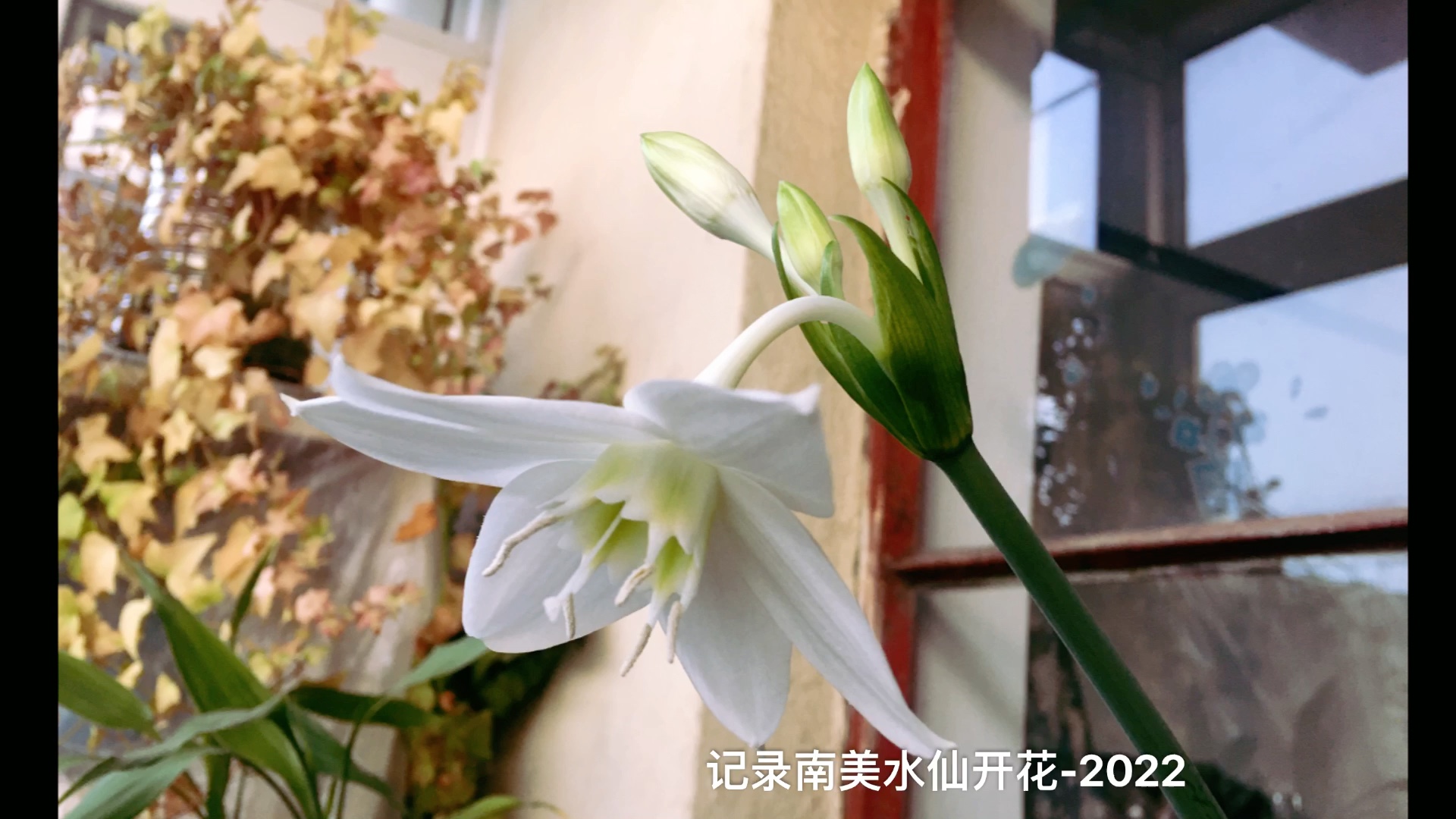 南美水仙花开2022哔哩哔哩bilibili