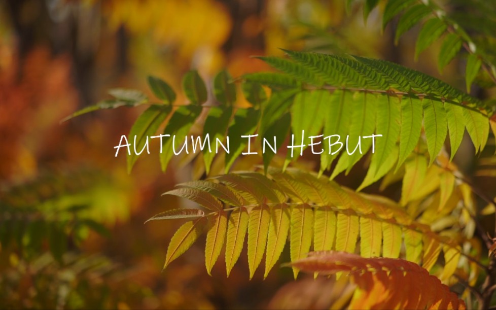 [图]【自制展示】工大的秋Autumn in Hebut