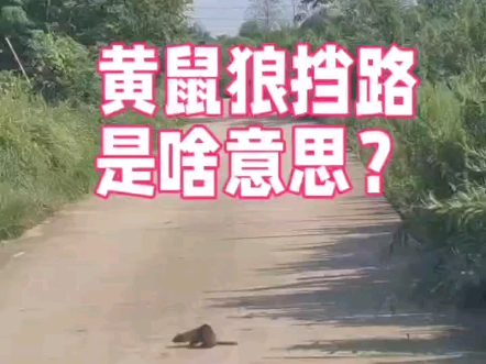 黄鼠狼挡路