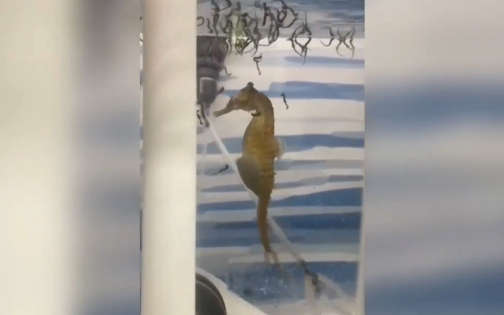 澳大利亚水族馆一海马爸爸水中产仔视频走红 生仔过程好像打喷嚏哔哩哔哩bilibili