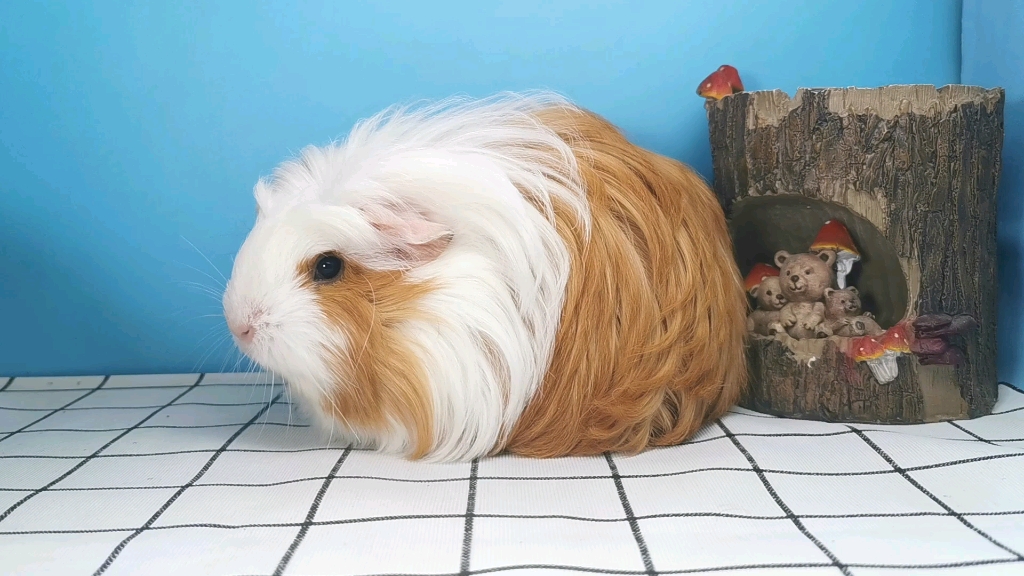 【荷兰猪】长顺冠毛之白眉鹰王_哔哩哔哩_bilibili