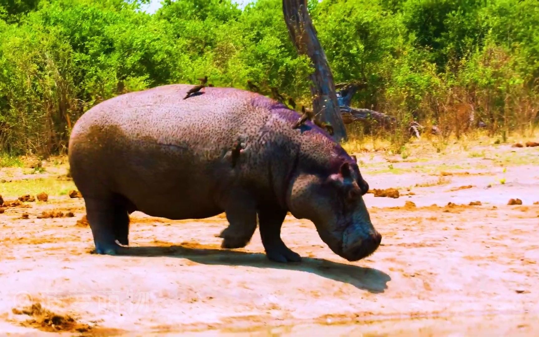 犀牛和蜻蜓还有各种鸟儿鸣叫,大自然的声音,缓解压力_哔哩哔哩_bili