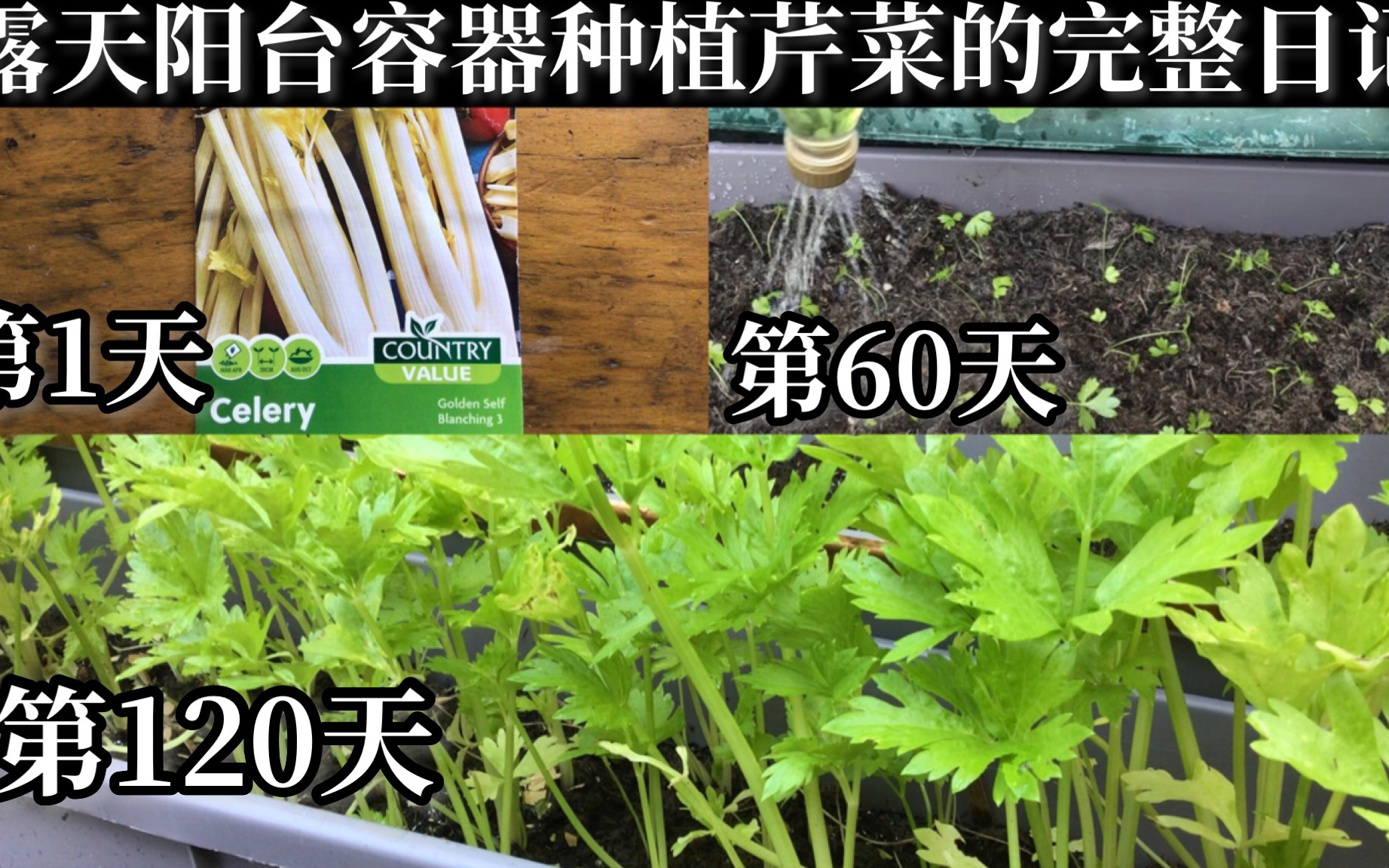 从种子开始种芹菜:时间跨度很大不过收成的感觉很棒哔哩哔哩bilibili