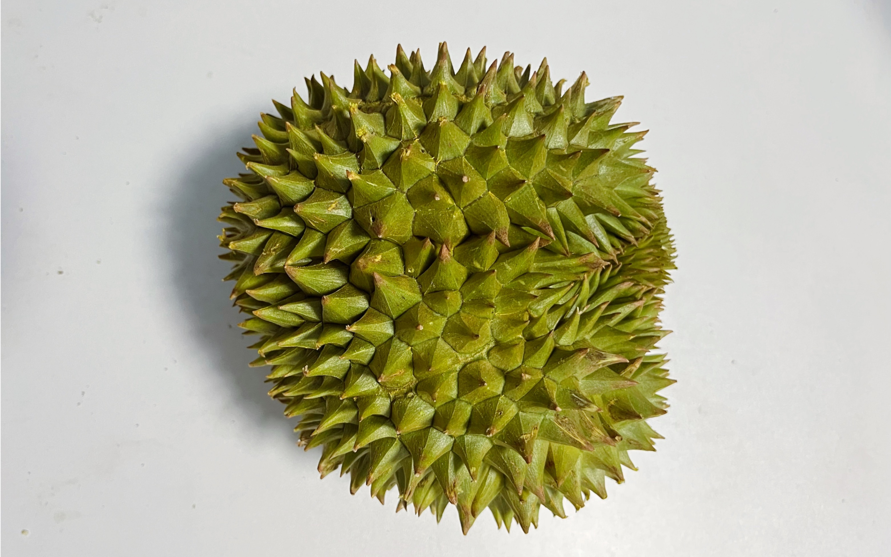 108 | 越南青皮干尧 ]第一次尝试青皮干尧,却不幸开出嫩果.