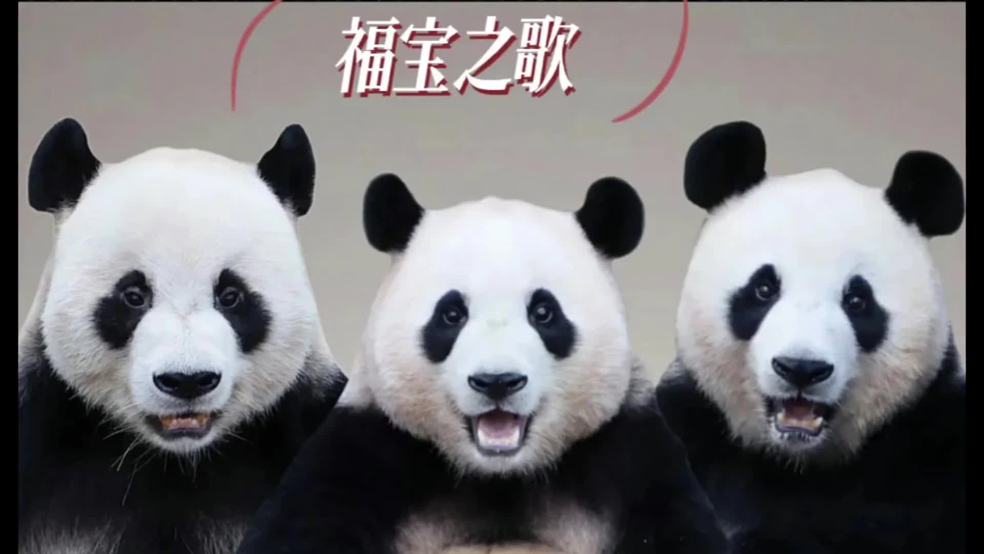 [图]三星专门为财阀小公主福宝写的福宝之歌，pandapanda大熊猫福宝