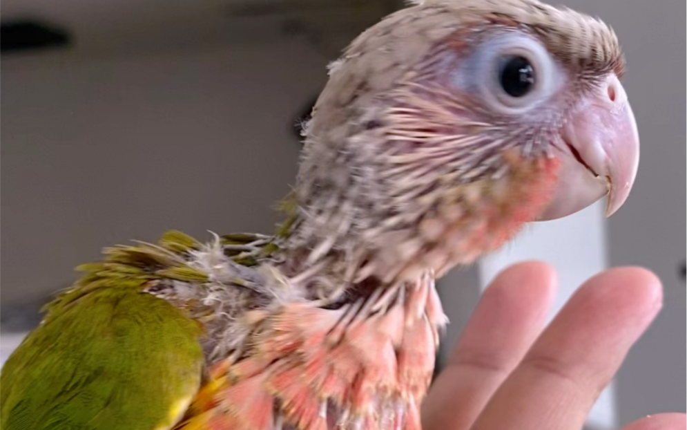 半毛高趴凤梨手养鹦鹉带标识