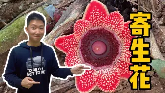 不光合作用的植物，它是大王花的小亲戚寄生花，中国居然就有？！