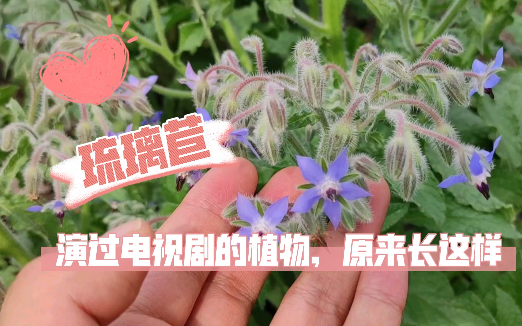 [图]10年前爆火电视剧《爱上琉璃苣女孩》里的琉璃苣到底是什么植物？