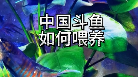 斗鱼如何喂养,小鱼苗吃什么哔哩哔哩bilibili