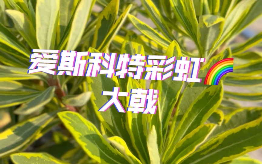 爱斯科特彩虹大戟,推荐给每个人的沙生植物哔哩哔哩bilibili