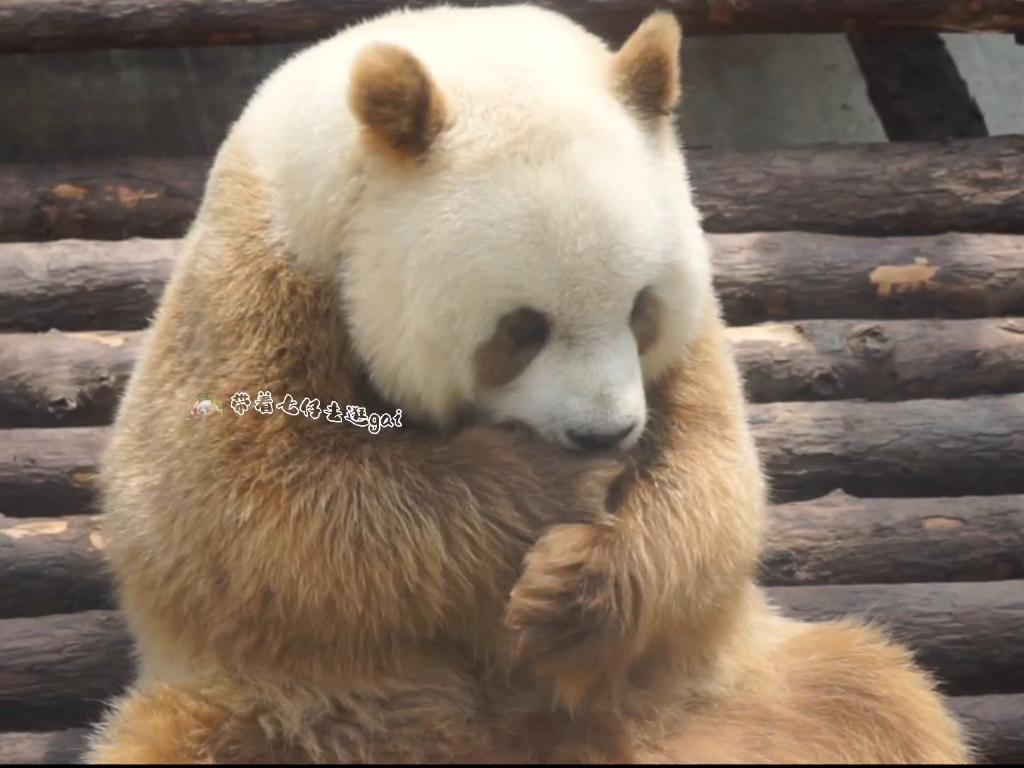 【大熊猫七仔】奶萌奶萌的小厉害