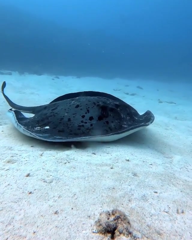 梁静茹的六眼飞鱼见过吗?