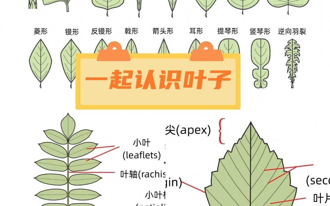 [图]认识植物|叶子|神奇的叶子