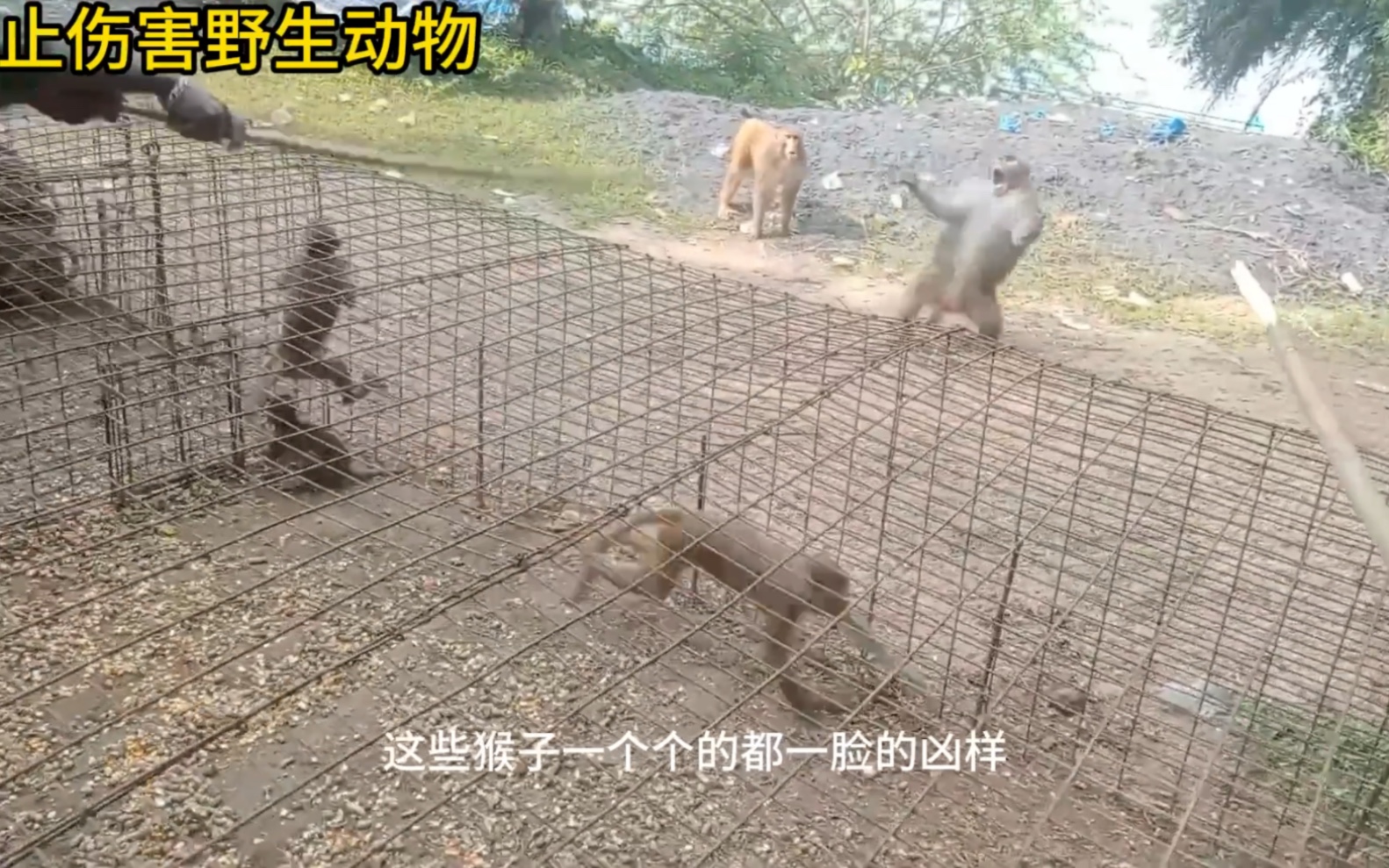 [图]猴子产生了集体暴动