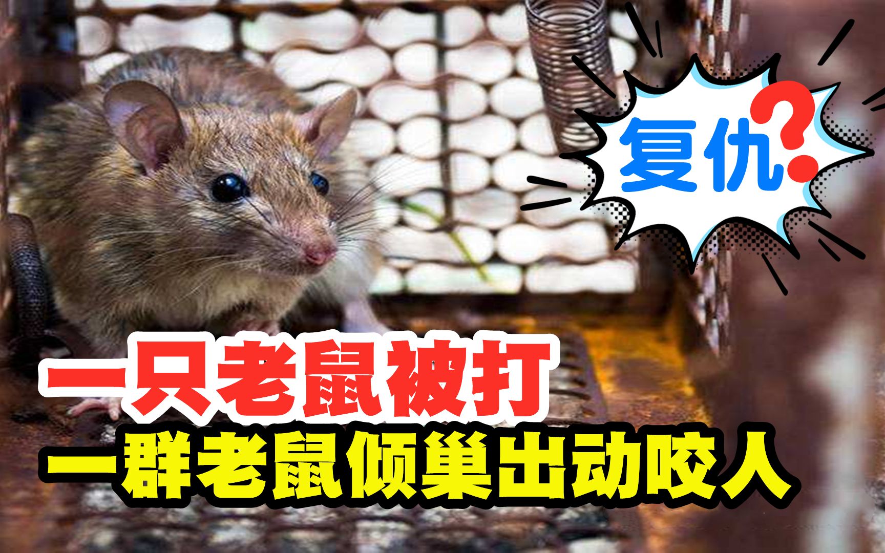 一只老鼠被打,惹一群老鼠倾巢出动去咬人!
