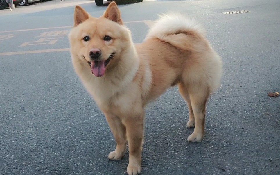 发现去年就有见到过,那时候发情不敢给他们玩