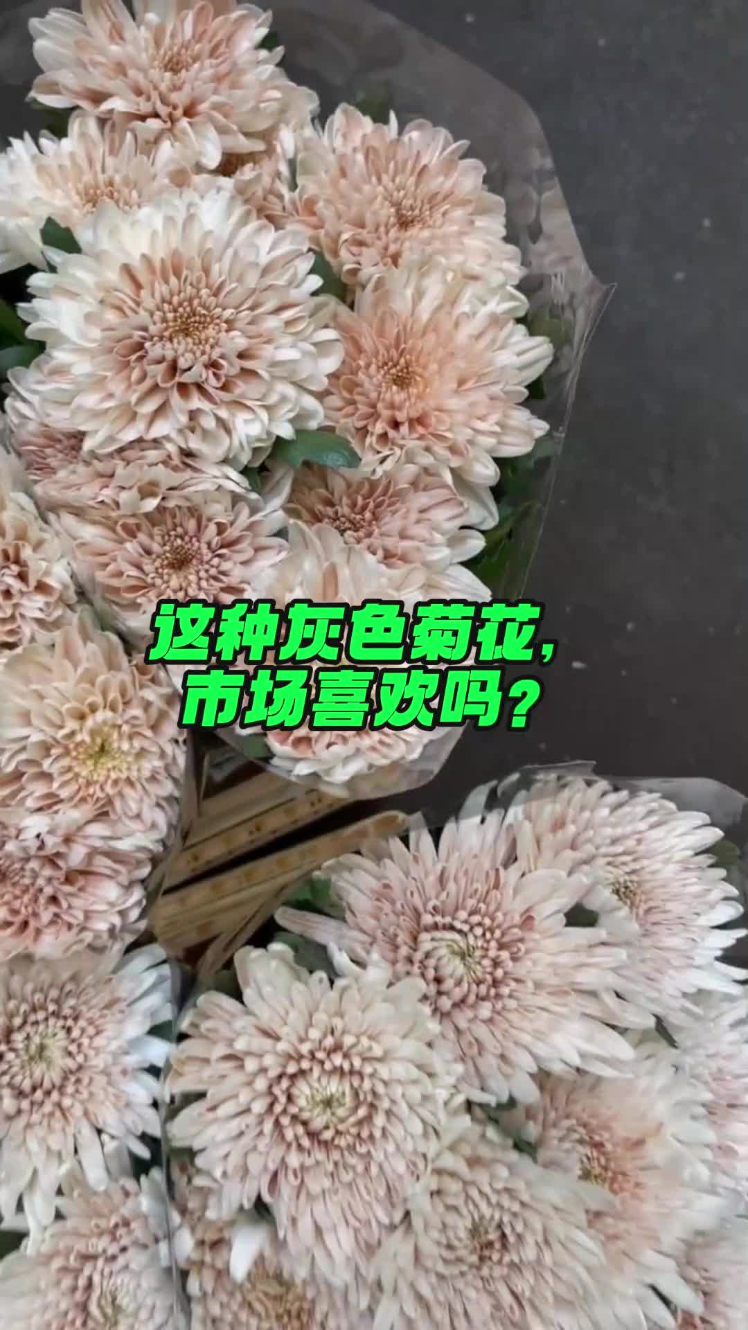 这种灰色菊花,市场喜欢吗?哔哩哔哩bilibili