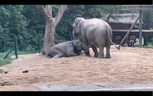 Скачать видео: 卷：哇！好近好想喝，不行，我已经三岁了，是个成熟稳重的小公象，我要控制住自己！