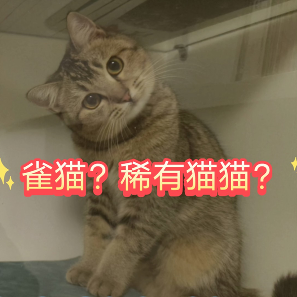 中华雀猫，稀有猫猫？狸花猫的原始小土猫？_哔哩哔哩_bilibili