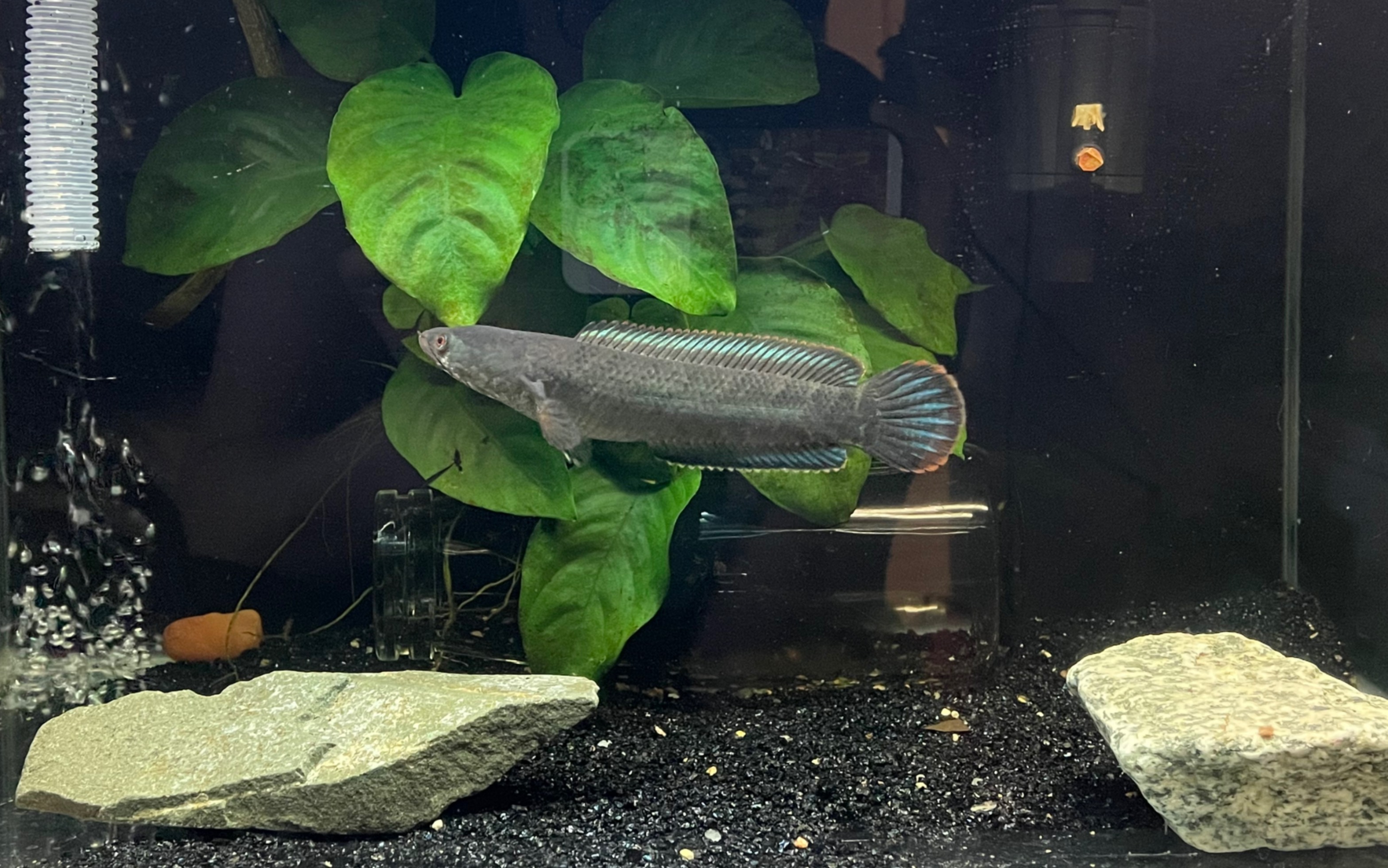 彩虹雷龙成长记录14cm了