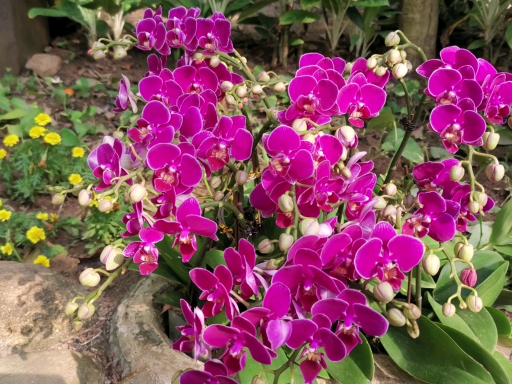 三亚热带森林公园里的兰花谷