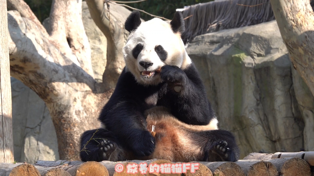 乖巧的大小姐,可可爱爱#大熊猫芊金