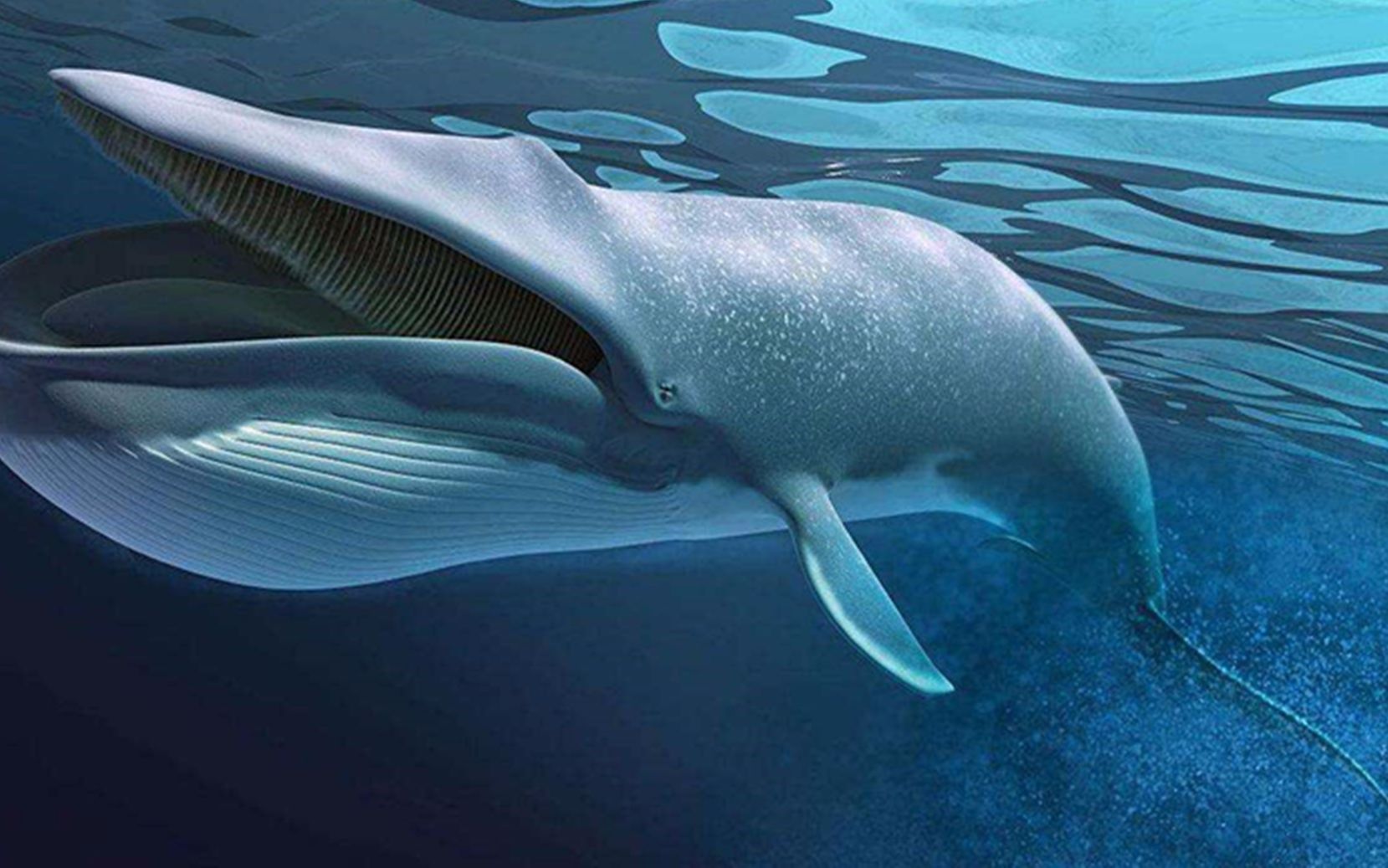三个体型巨大的海洋生物,重达100吨的露脊鲸不算最大
