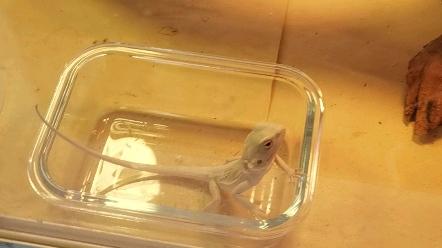 超白皮革鬃狮蜥吃菜超积极