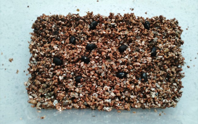 【国王】开箱虫卵,再次挑战孵化马来西亚巨扁竹节虫虫卵!