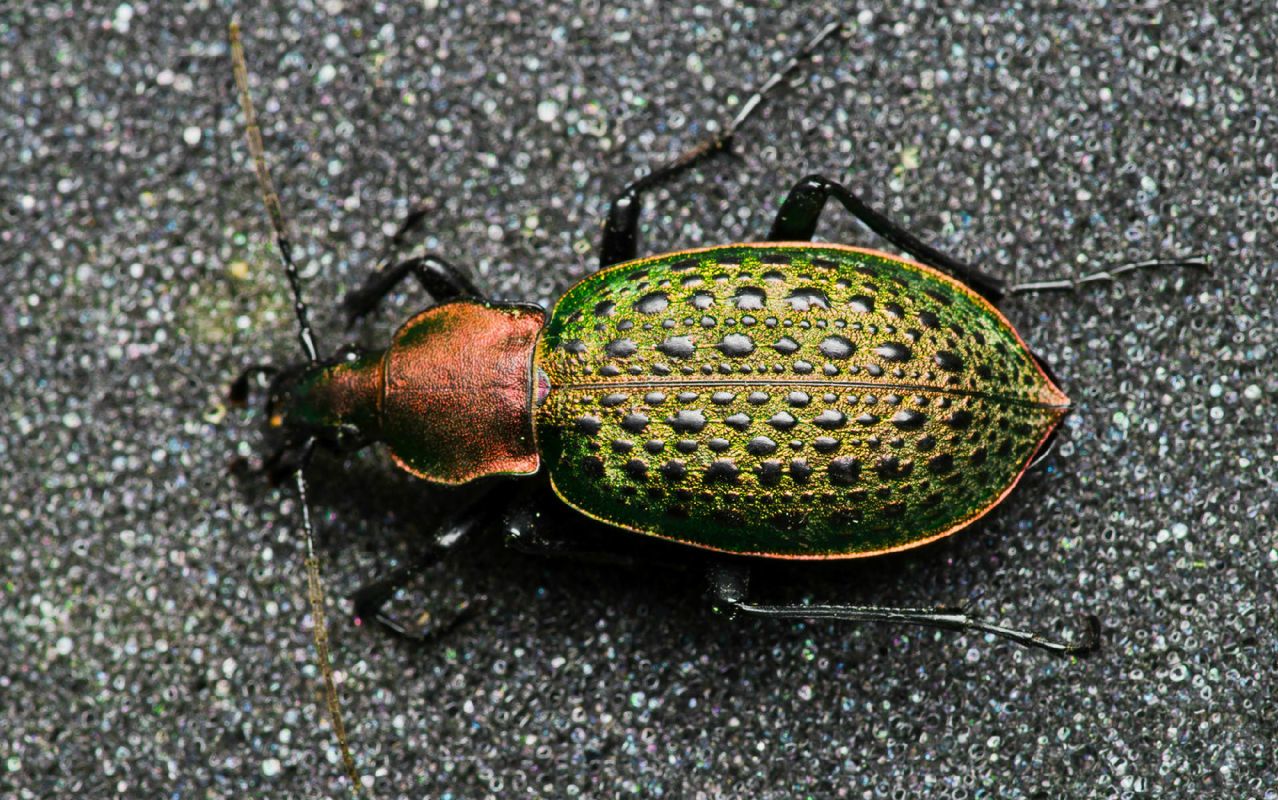 臭不可闻拉步甲开箱