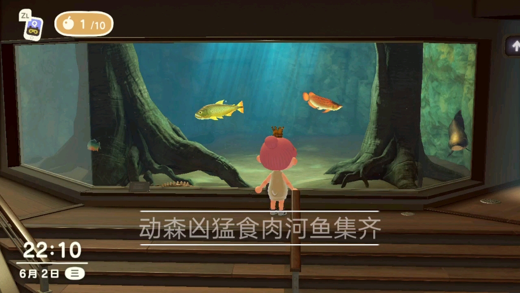 巨骨舌鱼 骨舌鱼 黄金河虎 食人鱼 恩氏多鳍鱼_网络游戏热门视频