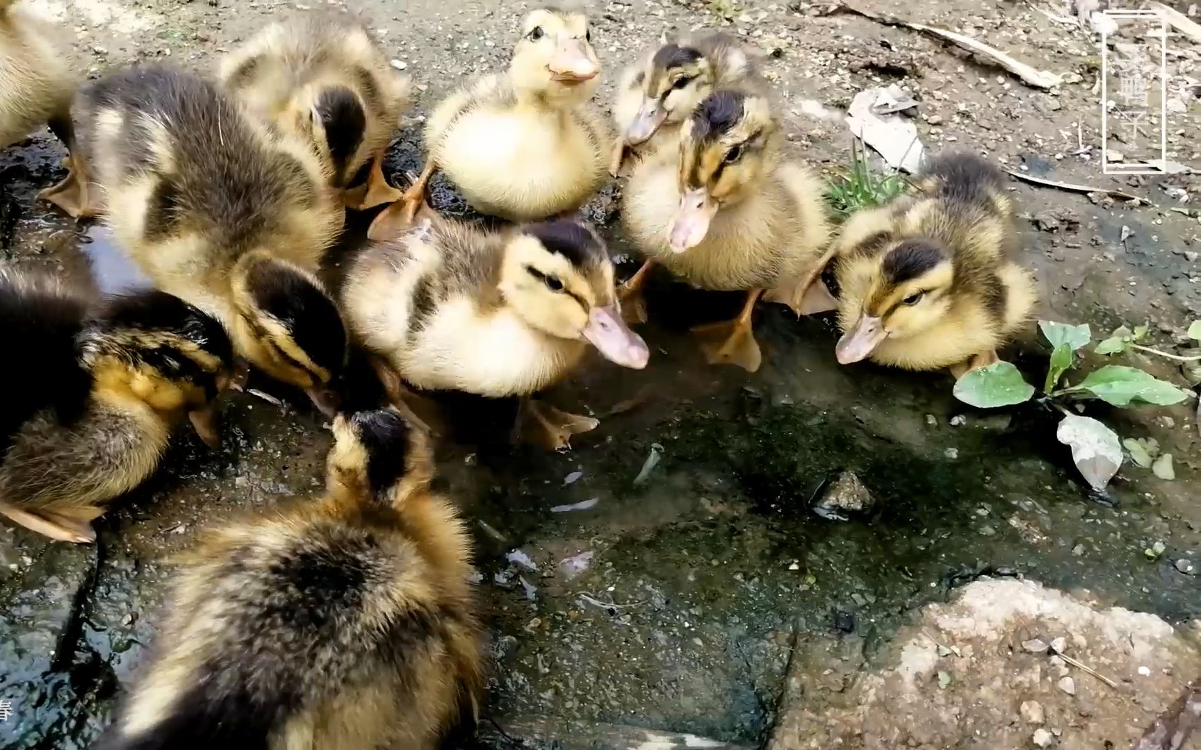 趣·田园 | 小鸭子成长记1——刚来我们家的样子
