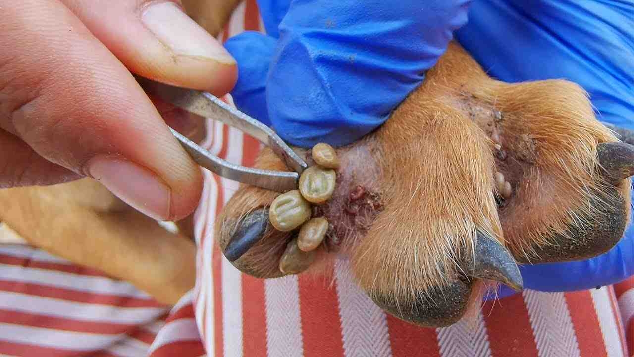 狗狗爪子缝隙里的蜱虫