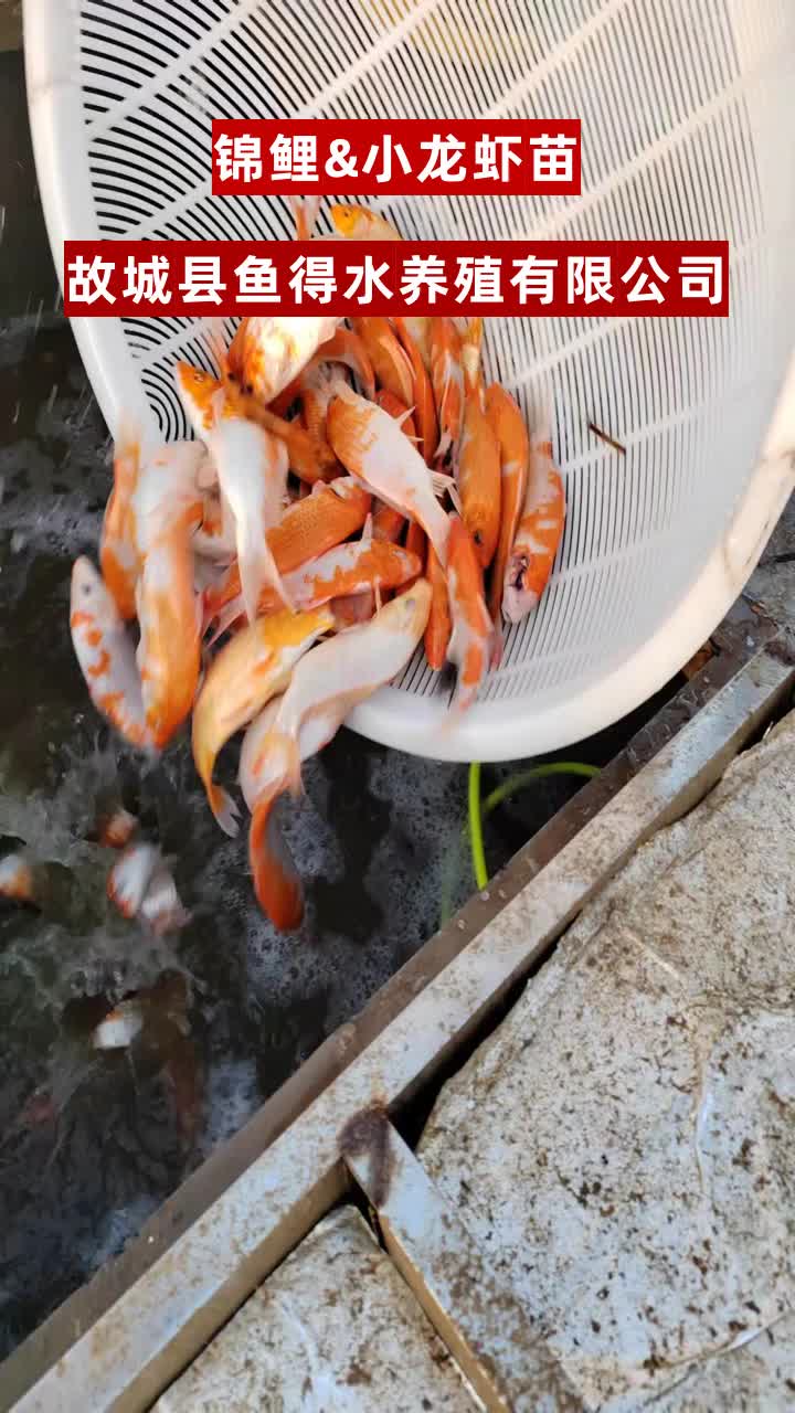 河南锦鲤鱼苗价格 #黑龙江小龙虾苗 #河北锦鲤鱼苗 #山西鲤鱼苗