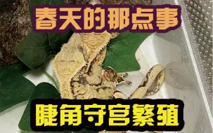 Download Video: 睫角守宫繁殖教程 春天的那点事