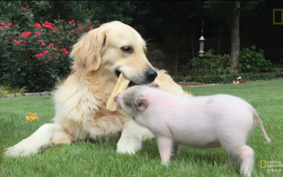 【国家地理杂志】小猪鲁娜与狗狗白云一对感情超好的猪狗队友