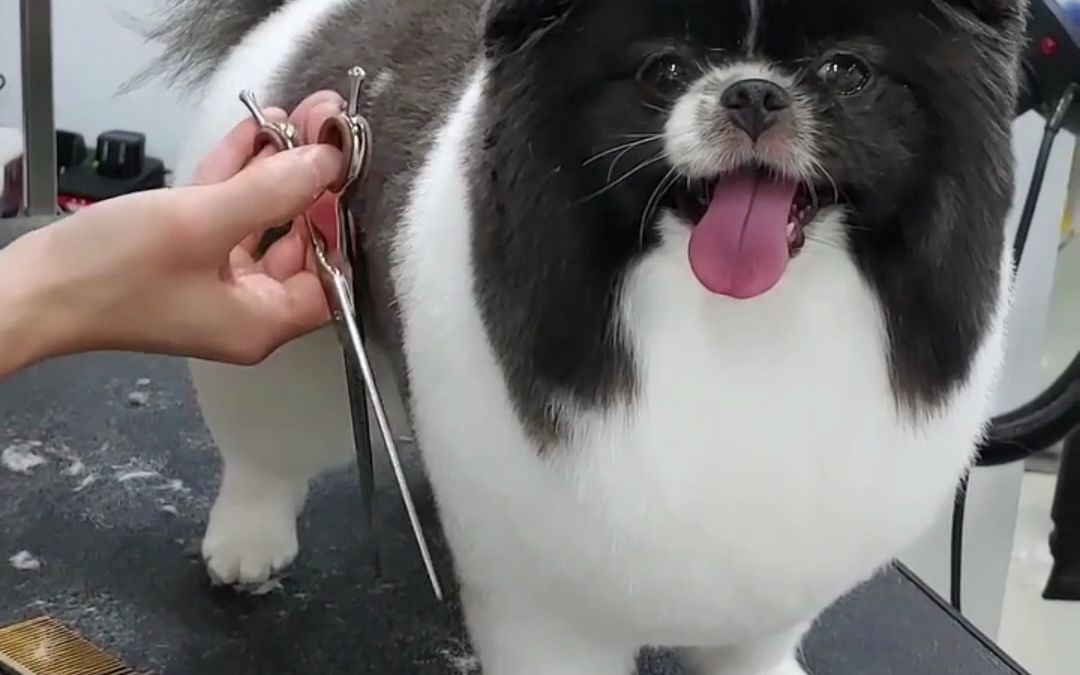 艾彼得宠物美容,黑白配小松狮