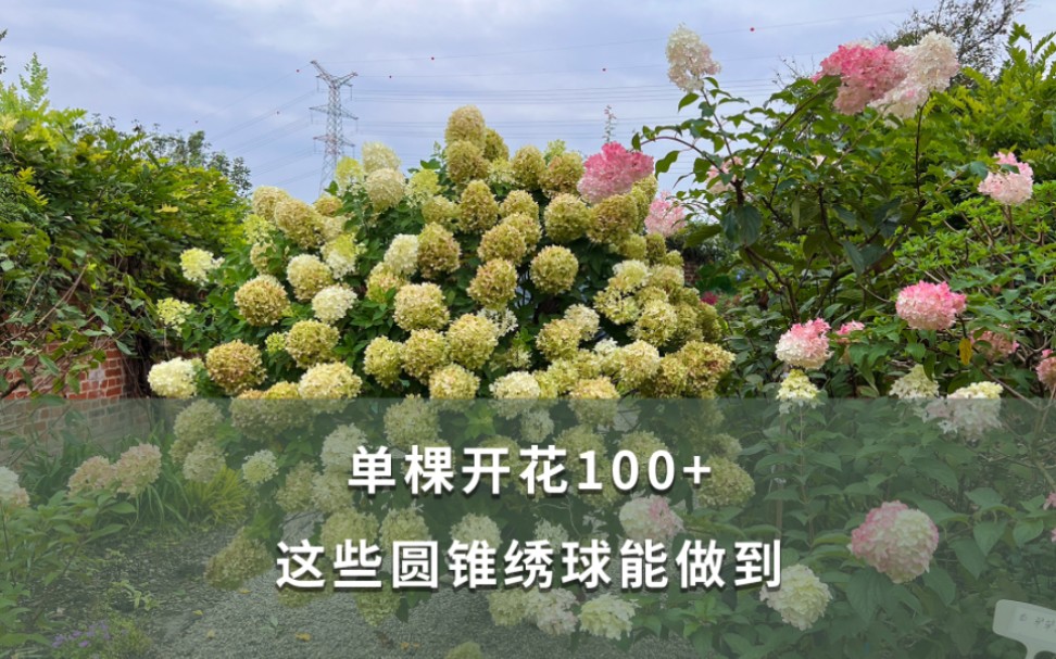 【海妈植物推荐】单棵开花100+ 这些圆锥绣球能做到_哔哩哔哩_bilibili