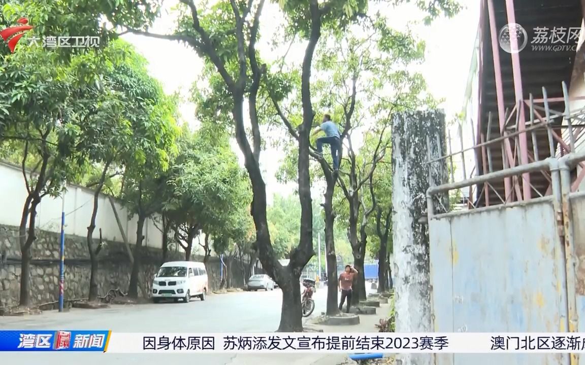 【粤语新闻】广州:又见路人摘绿化芒 专家建议尽早人为干预哔哩哔哩bilibili