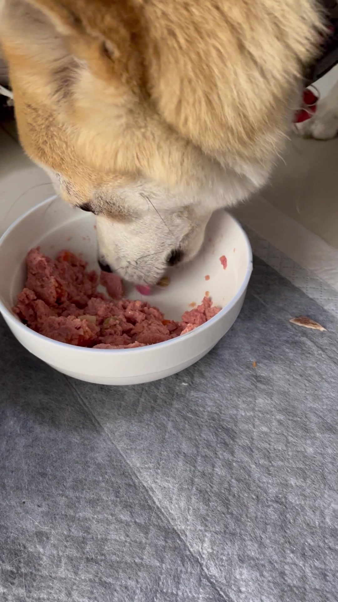 土狗舔筷子吃罐头舔碗一气呵成