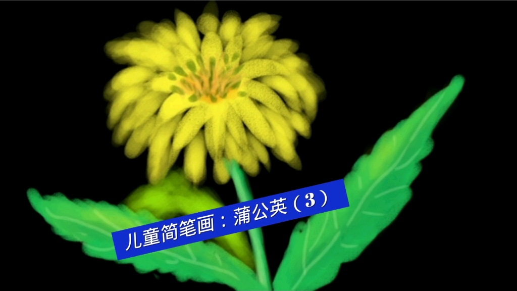 儿童简笔画苦菜花3