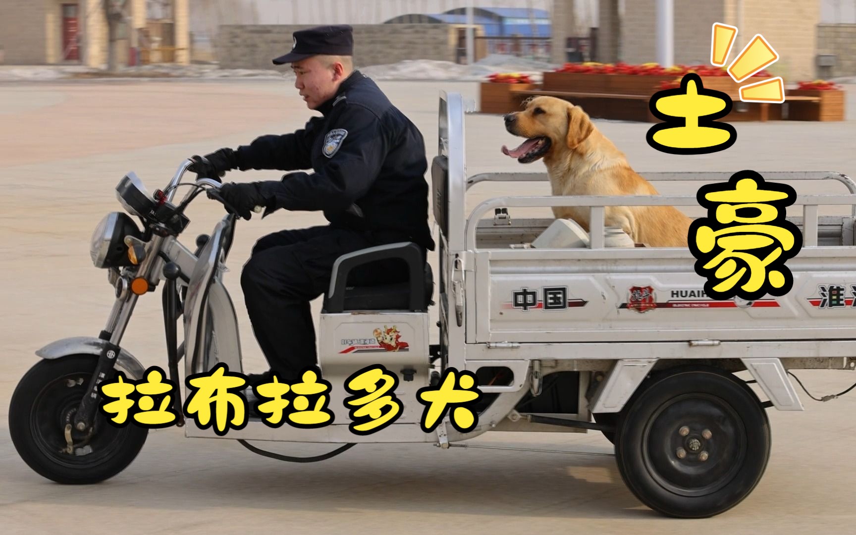 警犬汪汪队——拉布拉多犬“土豪”哔哩哔哩bilibili