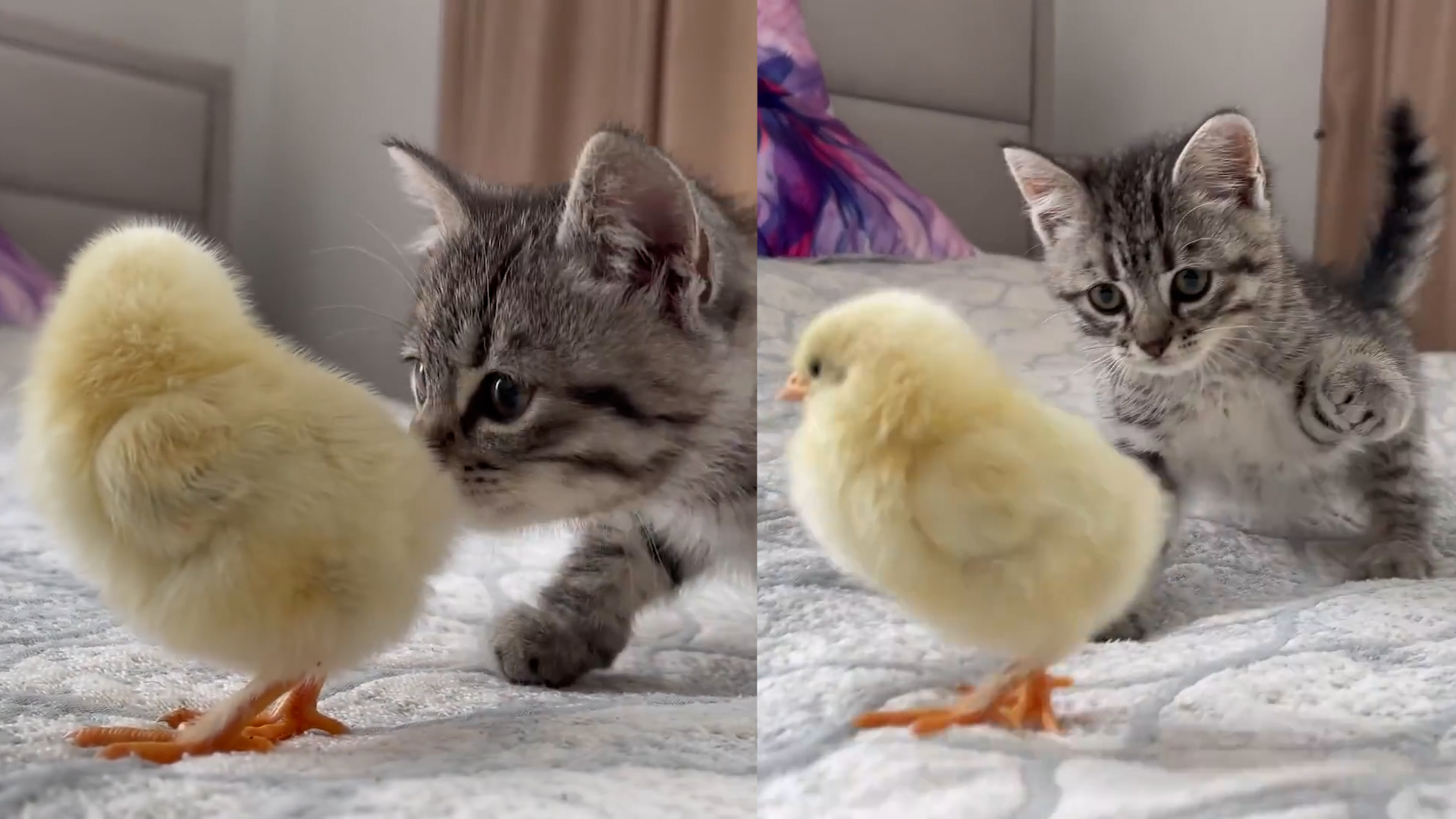 小猫和小鸡第一次相见,两个物种的奇妙交流,网友:心都化了!